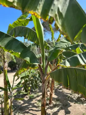 a banana tree with lots of green leaves at Refugio de Santiago Ecolodge in Lunahuaná