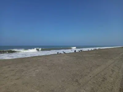 a group of birds walking on the beach at The Pacific Cottage in Chincha Baja
