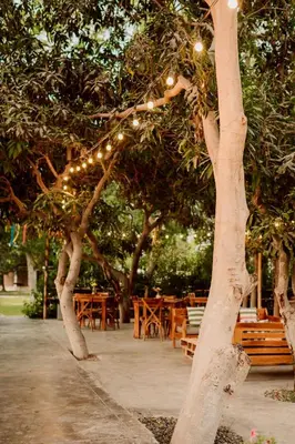 a group of trees with lights in a park at Hotel Fundo El Arrabal in Ica