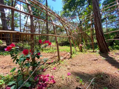 a garden with roses and a wooden structure at Oasis Blue Oxapampa in Palmira