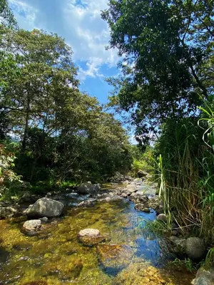 a creek with rocks and trees on the side at Oasis Blue Oxapampa in Palmira