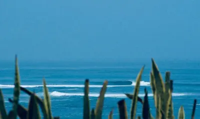 a view of the ocean with a plant in the foreground at Almar Punta Hermosa in Punta Hermosa