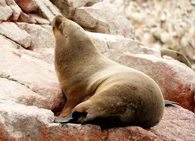 Gallery image of HOSPEDAJE JOSUE - paracas in Paracas