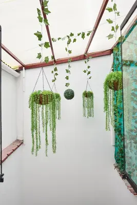 a room with plants hanging from the ceiling at Hostel Prada in Lima