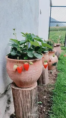 a row of pots filled with strawberries sitting on logs at Hotel and Country House Valle Sagrado de los Incas in Huaran