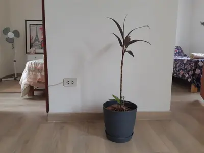 a plant in a black pot in a room at Lily House in Ica