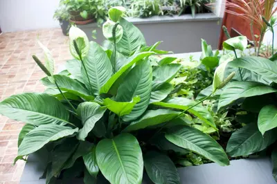 a bunch of green plants sitting on a table at Casablanca Lima in Lima