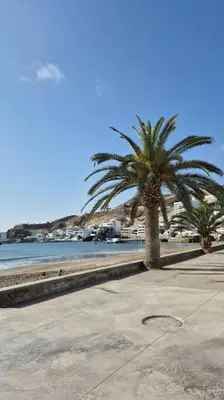 a palm tree on a beach next to the water at Apartamento duplex a 1 cuadra de Playa Naplo in Pucusana