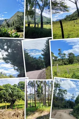 a collage of photos of trees and a road at Casa Las Palmeras in Oxapampa