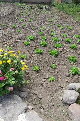 a garden with flowers and rocks in the dirt at casa de campo con jaccuzi in Huaran