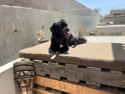 a black dog laying on top of a table at Aldea 2 Bedroom with Private Sauna for 4 in Paracas