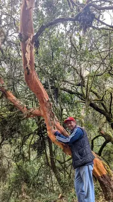 a man is holding onto a tree branch at EcoLodge Mayu Camping in Tanca