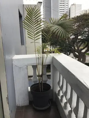 a plant in a pot sitting on a balcony at Suite 201 in Lima