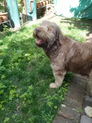 a brown dog standing in the grass at Casa Hospedaje in Ayacucho