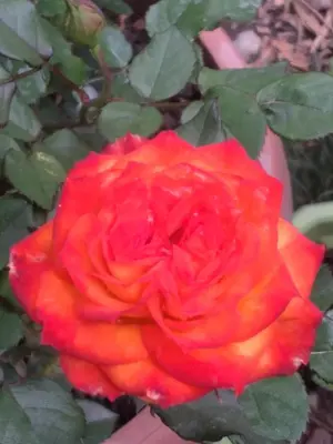 a red rose is growing in a garden at Casa Hospedaje in Ayacucho