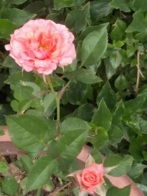 a pink rose in a garden with green leaves at Casa Hospedaje in Ayacucho