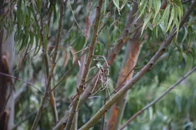 a small bird perched on top of a tree branch at SAMAY WASI Rest house in Ollantaytambo
