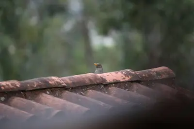 a small bird sitting on top of a roof at SAMAY WASI Rest house in Ollantaytambo