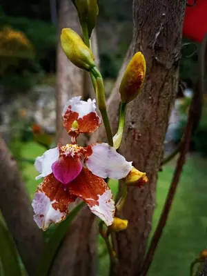 a close up of a flower on a tree at INCA COFFEE Lodge Lucmabamba in Sahuayacu