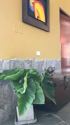 a green plant in a vase next to a table at Casa Cusco in Cieneguilla