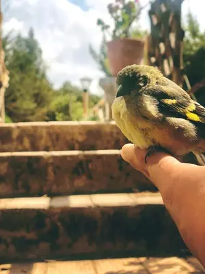a person holding a small bird in their hand at The Tree House in Cusco