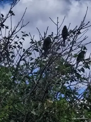 three birds perched on the branches of a tree at IG Art in Cusco