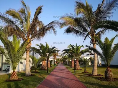 a pathway lined with palm trees in a resort at Casa en Asia in Asia