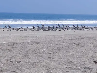 a flock of birds standing on the beach at CASA DE PLAYA FRENTE AL MAR k173 in San Vicente de Cañete