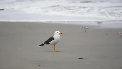 a bird standing on a beach near the ocean at CASA DE PLAYA FRENTE AL MAR k173 in San Vicente de Cañete