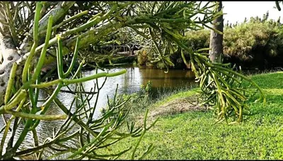 a view of a river from a plant at Casa de Campo con lago en Mala in Mala