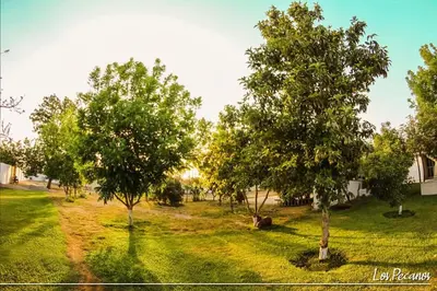 a group of trees in a grassy field at Hotel Los Pecanos in Ica
