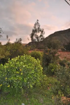 a large bush in the middle of a field at Pisonaywasi - Hospedaje familiar in Urubamba