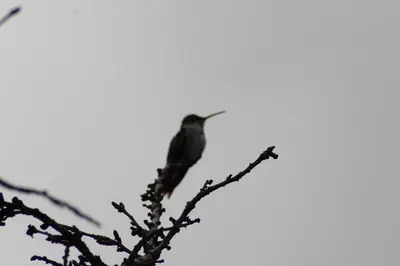 a bird perched on top of a tree branch at Las Portadas in Ollantaytambo