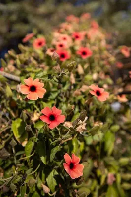 a group of red flowers in a field at Stunning 1BR House in Camino Real in Urubamba