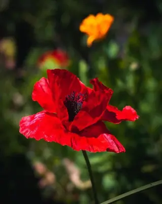 a red flower in a garden with other flowers in the background at Stunning 1BR House in Camino Real in Urubamba