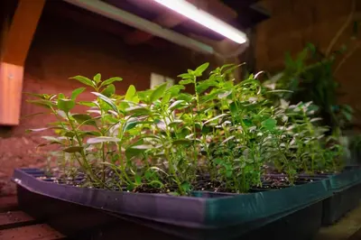 a planter filled with plants in a room at Stunning 1BR House in Camino Real in Urubamba