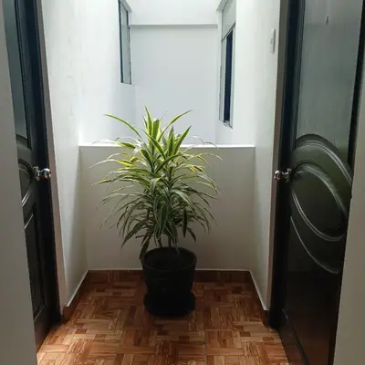 a plant sitting in a hallway next to a door at HOSTAl EGIPTO in Ayacucho