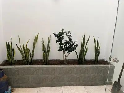 a row of plants in a stone planter against a wall at Comfortable duplex - Punta Hermosa in Punta Hermosa