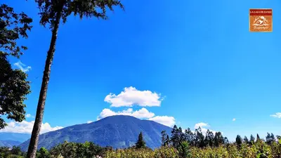 a mountain in the distance with two palm trees at La Casa de Darío - Hospedaje y Casa de Campo en Oxapampa con Piscina in Oxapampa