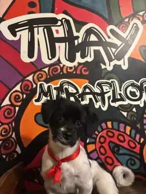 a small black and white dog wearing a red bow tie at PARTY HOSTEL THAY Miraflores Lima in Lima