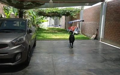 a black cat walking in front of a car at Casa de campo en Chincha in Chincha