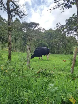 a black cow grazing in a field of grass at Bellavista Hospedaje in Oxapampa
