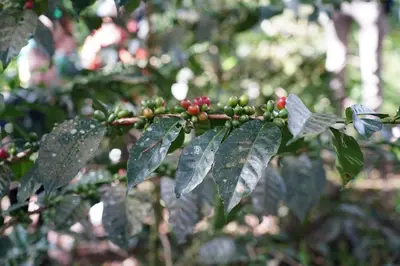 a bunch of green berries on a tree at ALPHINA CABINS Qhapaq Ñan in Sahuayacu