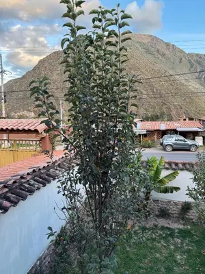 a tree with fruits on it next to a wall at Casa Muyuna in Calca