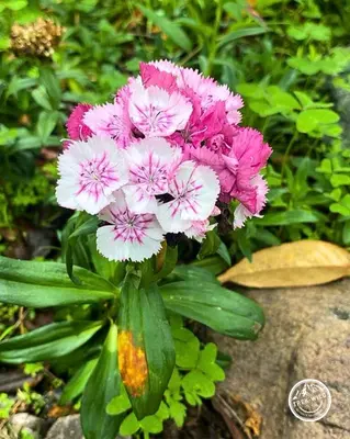 a bunch of pink and white flowers on a rock at Hanaq Pacha Wasi in Calca