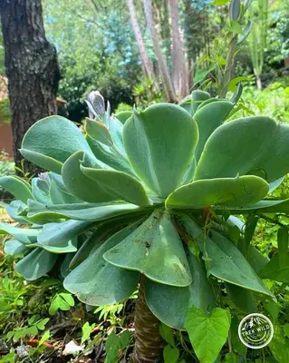 a green plant in front of a tree at Hanaq Pacha Wasi in Calca