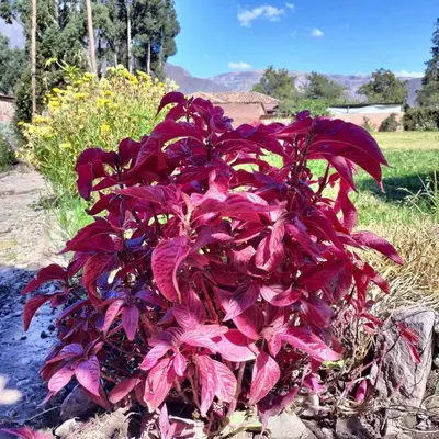 a plant with red leaves in a garden at Tikary Lodge in Cusco