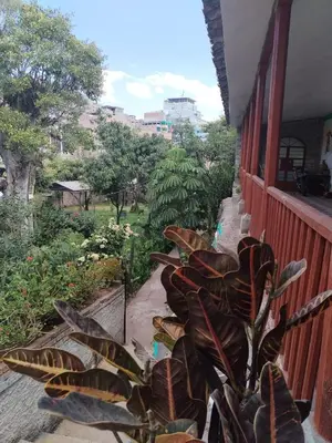a plant sitting next to a building next to a fence at Casa Jardin in Ayacucho