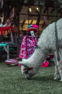 a white goat eating grass with a person in the background at Andean Wings Valley in Urubamba