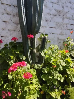 a statue in a garden with pink flowers at Casa Langla Lunahuana in Lunahuaná